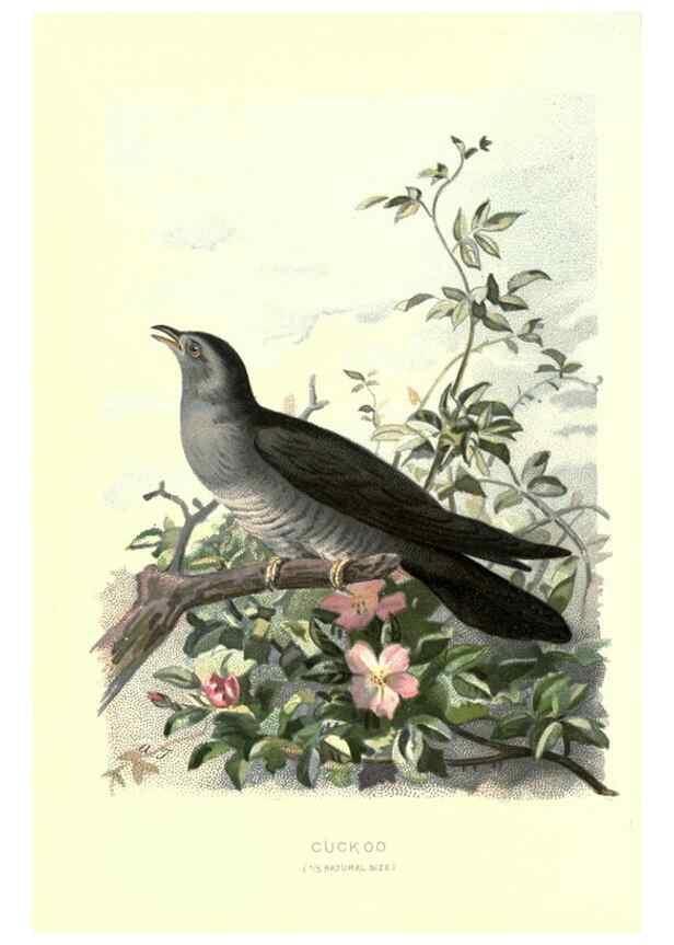 Reproducción/Reproduction 8141382059: Familiar wild birds /. London ; New York :Cassell,1883.