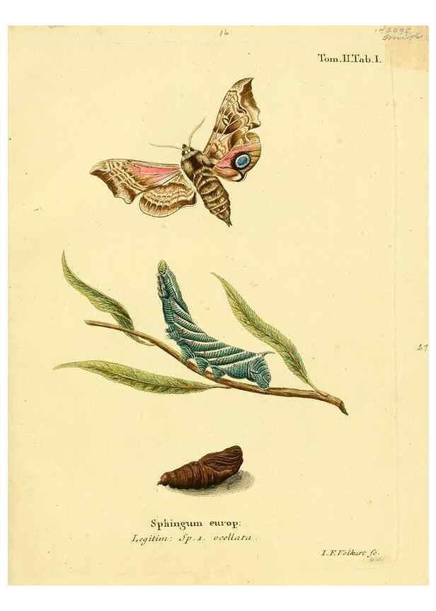 Reproducción/Reproduction 8141909052: Die Schmetterlinge in Abbildungen nach der Natur /. Leipzig :T.O. Weigel,[1829-1839]