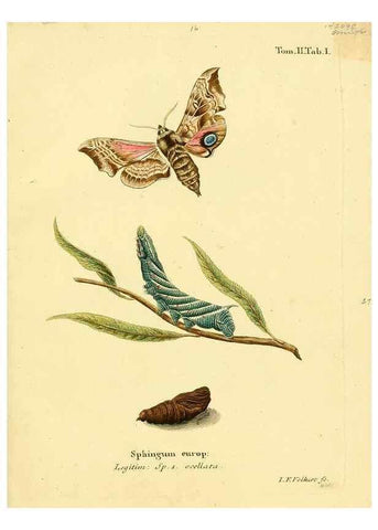 Reproducción/Reproduction 8141909052: Die Schmetterlinge in Abbildungen nach der Natur /. Leipzig :T.O. Weigel,[1829-1839]
