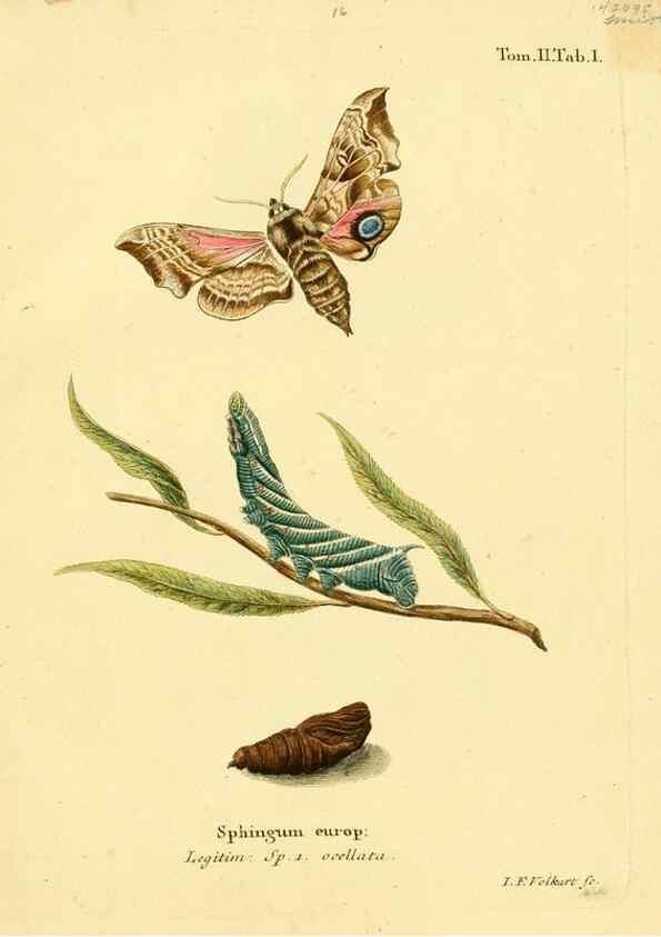 Reproducción/Reproduction 8141909052: Die Schmetterlinge in Abbildungen nach der Natur /. Leipzig :T.O. Weigel,[1829-1839]