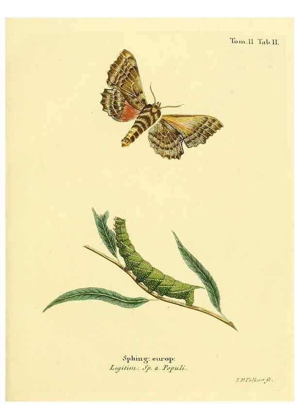 Reproducción/Reproduction 8141879933: Die Schmetterlinge in Abbildungen nach der Natur /. Leipzig :T.O. Weigel,[1829-1839]