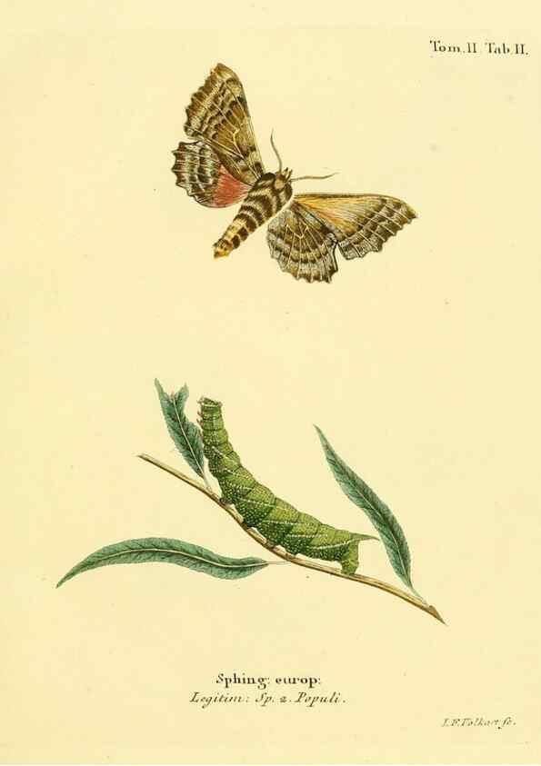 Reproducción/Reproduction 8141879933: Die Schmetterlinge in Abbildungen nach der Natur /. Leipzig :T.O. Weigel,[1829-1839]