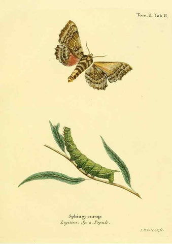 Reproducción/Reproduction 8141879933: Die Schmetterlinge in Abbildungen nach der Natur /. Leipzig :T.O. Weigel,[1829-1839]