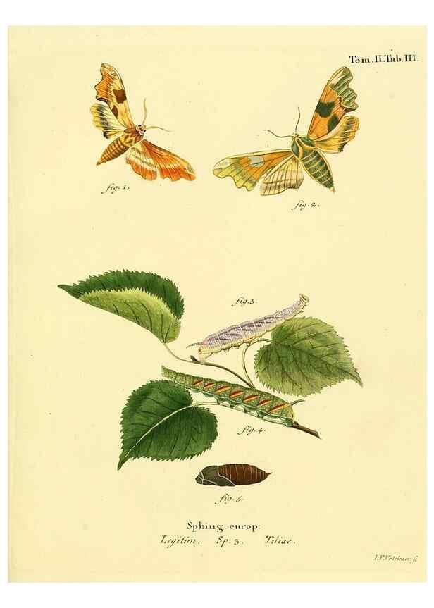 Reproducción/Reproduction 8141880669: Die Schmetterlinge in Abbildungen nach der Natur /. Leipzig :T.O. Weigel,[1829-1839]