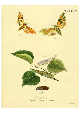 Reproducción/Reproduction 8141880669: Die Schmetterlinge in Abbildungen nach der Natur /. Leipzig :T.O. Weigel,[1829-1839]