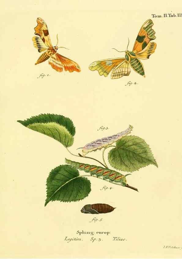 Reproducción/Reproduction 8141880669: Die Schmetterlinge in Abbildungen nach der Natur /. Leipzig :T.O. Weigel,[1829-1839]