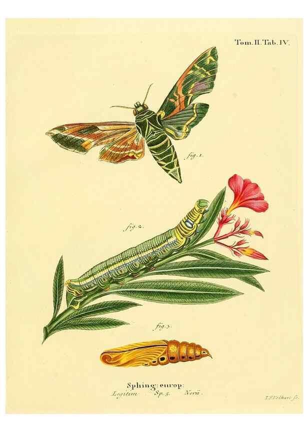 Reproducción/Reproduction 8141911118: Die Schmetterlinge in Abbildungen nach der Natur /. Leipzig :T.O. Weigel,[1829-1839]