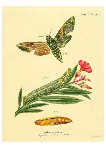 Reproducción/Reproduction 8141911118: Die Schmetterlinge in Abbildungen nach der Natur /. Leipzig :T.O. Weigel,[1829-1839]