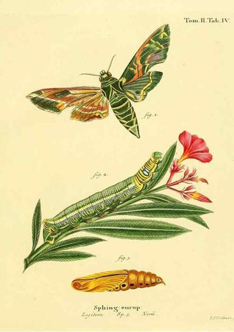 Reproducción/Reproduction 8141911118: Die Schmetterlinge in Abbildungen nach der Natur /. Leipzig :T.O. Weigel,[1829-1839]