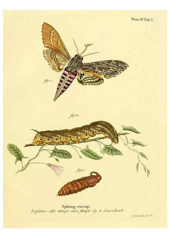 Reproducción/Reproduction 8141881753: Die Schmetterlinge in Abbildungen nach der Natur /. Leipzig :T.O. Weigel,[1829-1839]