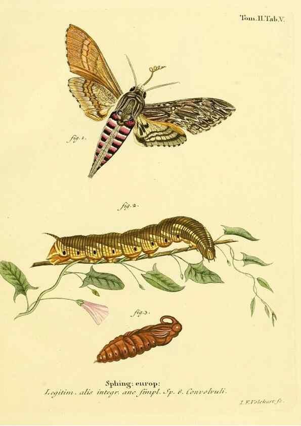 Reproducción/Reproduction 8141881753: Die Schmetterlinge in Abbildungen nach der Natur /. Leipzig :T.O. Weigel,[1829-1839]