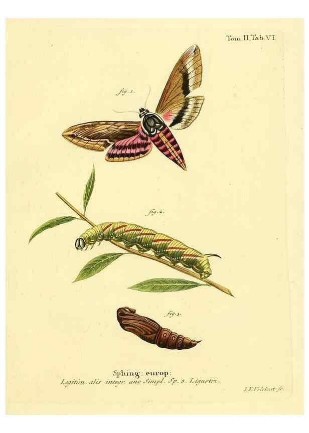 Reproducción/Reproduction 8141912368: Die Schmetterlinge in Abbildungen nach der Natur /. Leipzig :T.O. Weigel,[1829-1839]