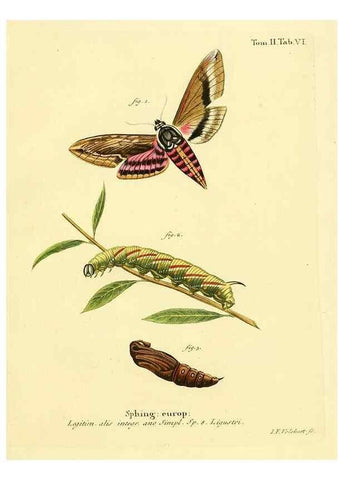 Reproducción/Reproduction 8141912368: Die Schmetterlinge in Abbildungen nach der Natur /. Leipzig :T.O. Weigel,[1829-1839]