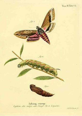 Reproducción/Reproduction 8141912368: Die Schmetterlinge in Abbildungen nach der Natur /. Leipzig :T.O. Weigel,[1829-1839]