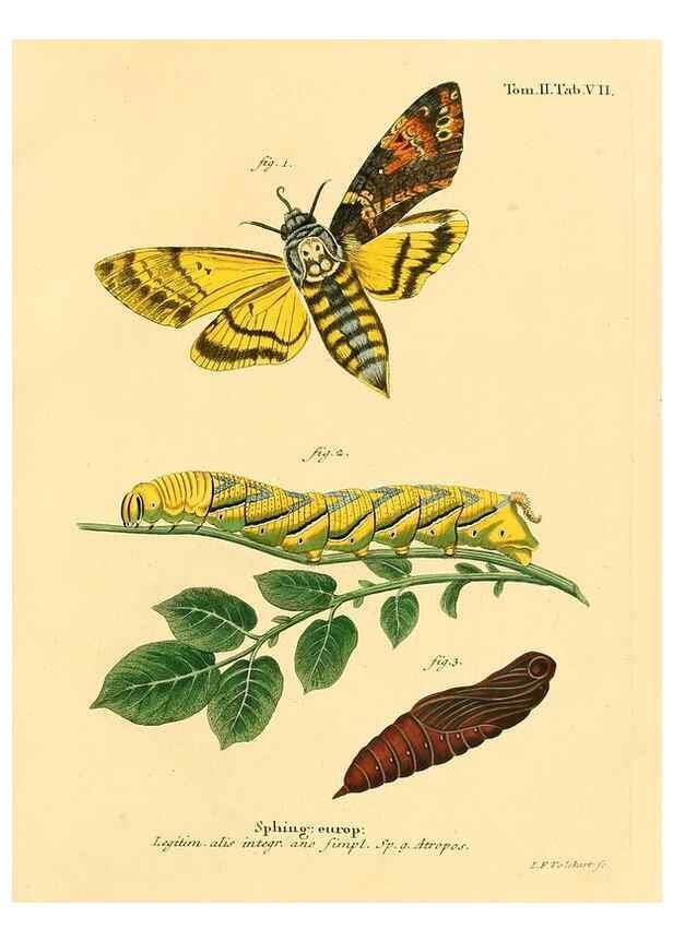 Reproducción/Reproduction 8141883385: Die Schmetterlinge in Abbildungen nach der Natur /. Leipzig :T.O. Weigel,[1829-1839]
