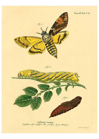 Reproducción/Reproduction 8141883385: Die Schmetterlinge in Abbildungen nach der Natur /. Leipzig :T.O. Weigel,[1829-1839]