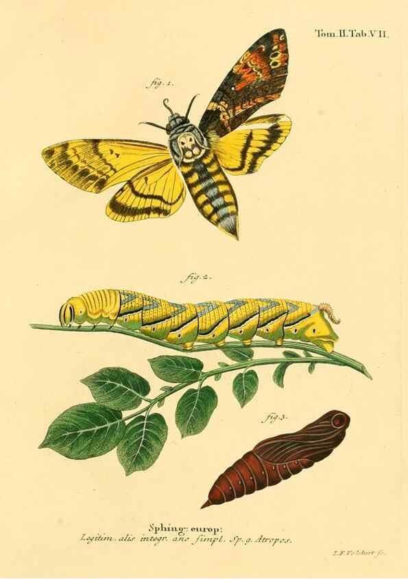 Reproducción/Reproduction 8141883385: Die Schmetterlinge in Abbildungen nach der Natur /. Leipzig :T.O. Weigel,[1829-1839]
