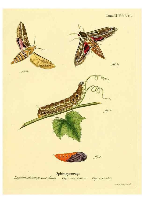 Reproducción/Reproduction 8141913792: Die Schmetterlinge in Abbildungen nach der Natur /. Leipzig :T.O. Weigel,[1829-1839]