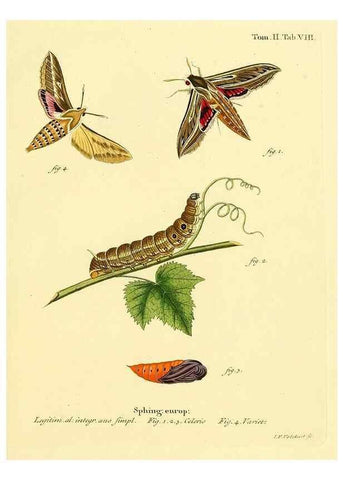 Reproducción/Reproduction 8141913792: Die Schmetterlinge in Abbildungen nach der Natur /. Leipzig :T.O. Weigel,[1829-1839]