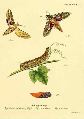 Reproducción/Reproduction 8141913792: Die Schmetterlinge in Abbildungen nach der Natur /. Leipzig :T.O. Weigel,[1829-1839]