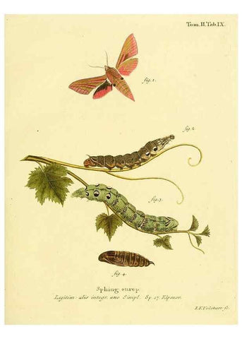 Reproducción/Reproduction 8141884375: Die Schmetterlinge in Abbildungen nach der Natur /. Leipzig :T.O. Weigel,[1829-1839]