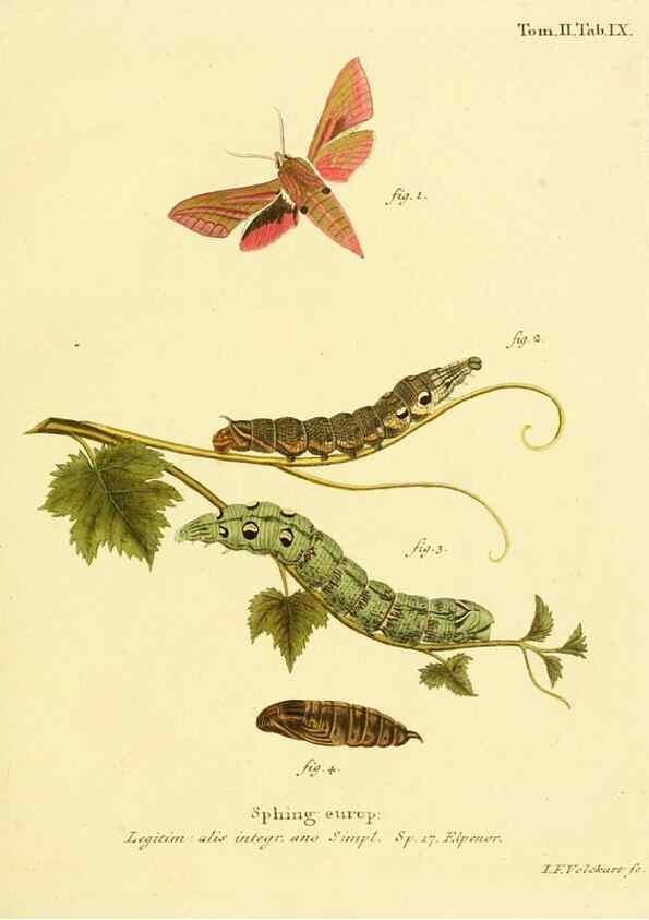 Reproducción/Reproduction 8141884375: Die Schmetterlinge in Abbildungen nach der Natur /. Leipzig :T.O. Weigel,[1829-1839]