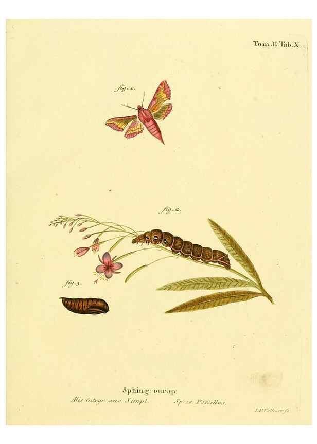 Reproducción/Reproduction 8141884855: Die Schmetterlinge in Abbildungen nach der Natur /. Leipzig :T.O. Weigel,[1829-1839]