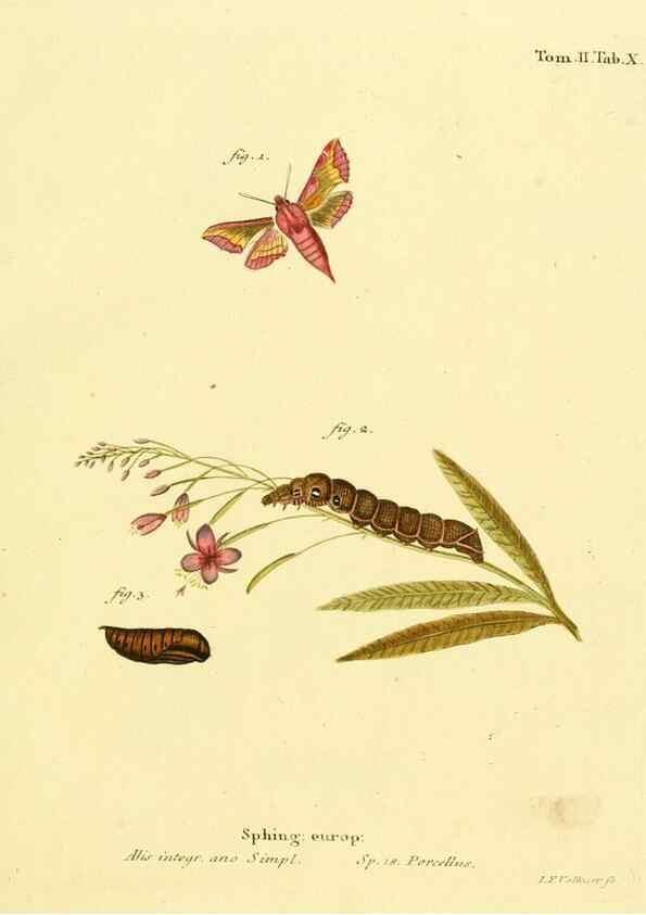 Reproducción/Reproduction 8141884855: Die Schmetterlinge in Abbildungen nach der Natur /. Leipzig :T.O. Weigel,[1829-1839]