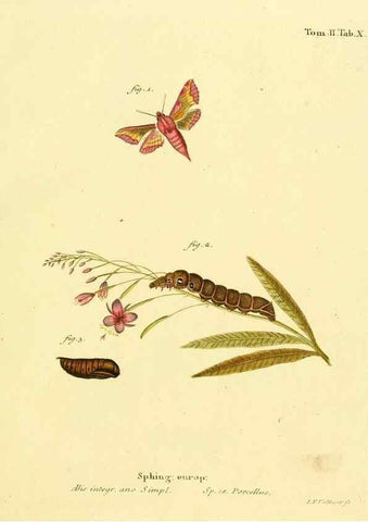 Reproducción/Reproduction 8141884855: Die Schmetterlinge in Abbildungen nach der Natur /. Leipzig :T.O. Weigel,[1829-1839]