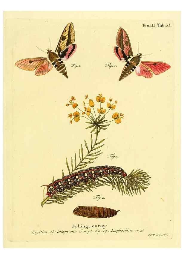 Reproducción/Reproduction 8141885385: Die Schmetterlinge in Abbildungen nach der Natur /. Leipzig :T.O. Weigel,[1829-1839]