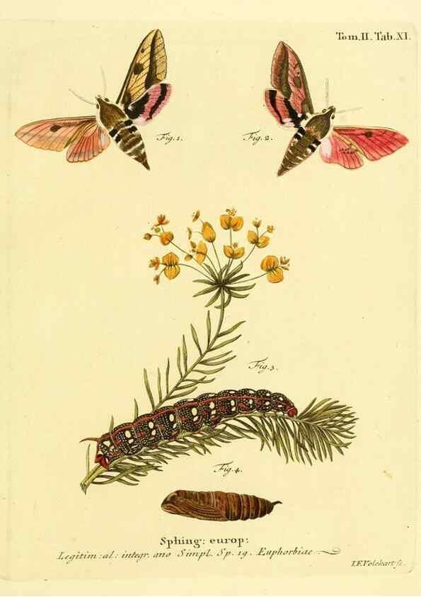 Reproducción/Reproduction 8141885385: Die Schmetterlinge in Abbildungen nach der Natur /. Leipzig :T.O. Weigel,[1829-1839]