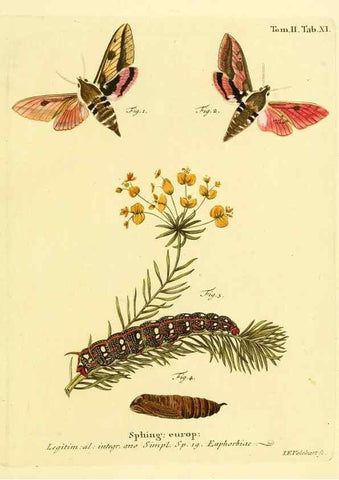 Reproducción/Reproduction 8141885385: Die Schmetterlinge in Abbildungen nach der Natur /. Leipzig :T.O. Weigel,[1829-1839]