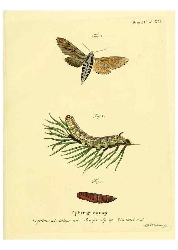 Reproducción/Reproduction 8141915888: Die Schmetterlinge in Abbildungen nach der Natur /. Leipzig :T.O. Weigel,[1829-1839]