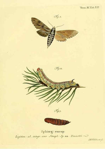 Reproducción/Reproduction 8141915888: Die Schmetterlinge in Abbildungen nach der Natur /. Leipzig :T.O. Weigel,[1829-1839]