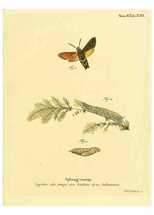 Reproducción/Reproduction 8141916492: Die Schmetterlinge in Abbildungen nach der Natur /. Leipzig :T.O. Weigel,[1829-1839]