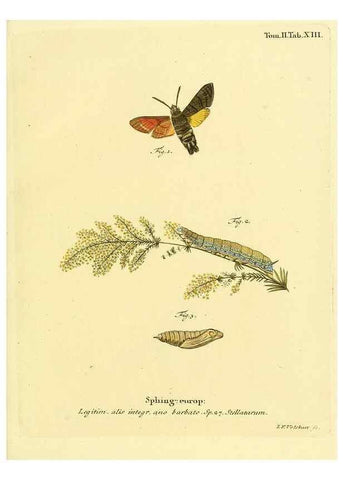 Reproducción/Reproduction 8141916492: Die Schmetterlinge in Abbildungen nach der Natur /. Leipzig :T.O. Weigel,[1829-1839]
