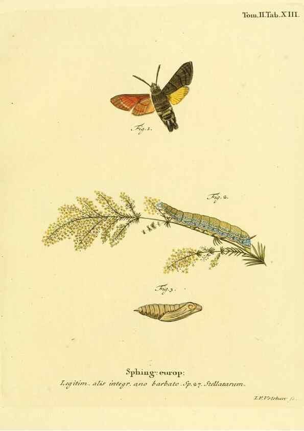 Reproducción/Reproduction 8141916492: Die Schmetterlinge in Abbildungen nach der Natur /. Leipzig :T.O. Weigel,[1829-1839]