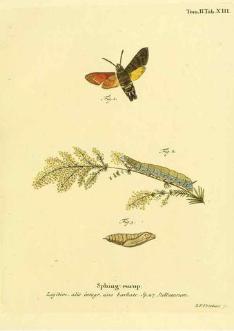 Reproducción/Reproduction 8141916492: Die Schmetterlinge in Abbildungen nach der Natur /. Leipzig :T.O. Weigel,[1829-1839]
