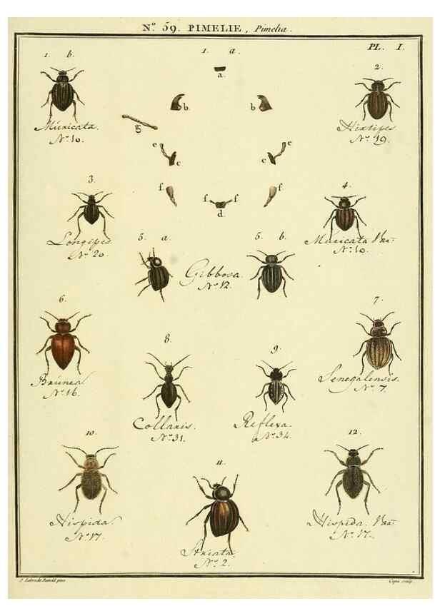 Reproducción/Reproduction 8112727534: Entomologie, ou, Histoire naturelle des insectes :. A Paris :De l'Imprimerie de Baudoin,1789-1808.