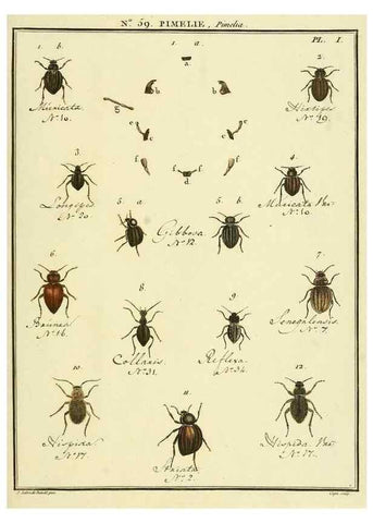 Reproducción/Reproduction 8112727534: Entomologie, ou, Histoire naturelle des insectes :. A Paris :De l'Imprimerie de Baudoin,1789-1808.