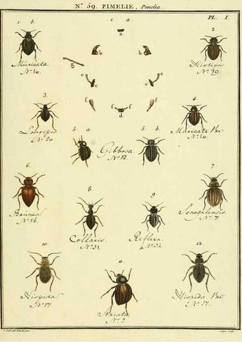 Reproducción/Reproduction 8112727534: Entomologie, ou, Histoire naturelle des insectes :. A Paris :De l'Imprimerie de Baudoin,1789-1808.