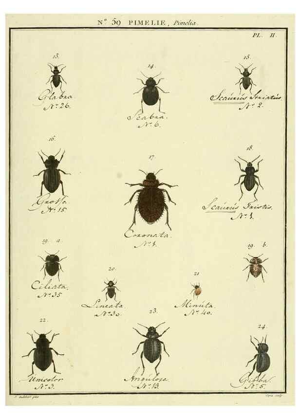 Reproducción/Reproduction 8112718435: Entomologie, ou, Histoire naturelle des insectes :. A Paris :De l'Imprimerie de Baudoin,1789-1808.