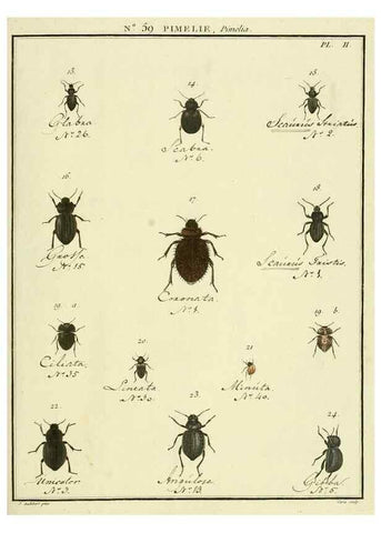 Reproducción/Reproduction 8112718435: Entomologie, ou, Histoire naturelle des insectes :. A Paris :De l'Imprimerie de Baudoin,1789-1808.