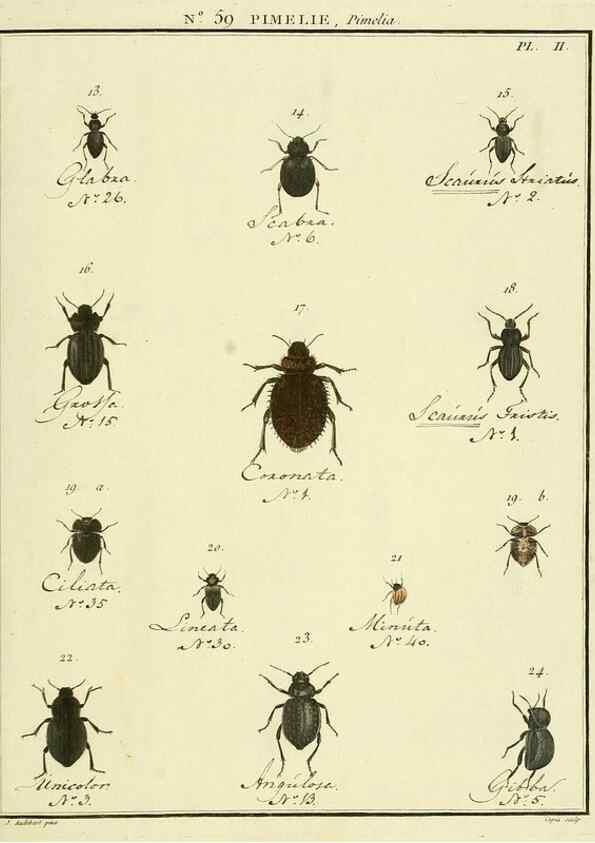 Reproducción/Reproduction 8112718435: Entomologie, ou, Histoire naturelle des insectes :. A Paris :De l'Imprimerie de Baudoin,1789-1808.