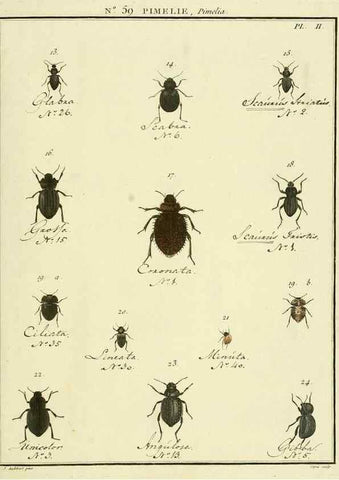 Reproducción/Reproduction 8112718435: Entomologie, ou, Histoire naturelle des insectes :. A Paris :De l'Imprimerie de Baudoin,1789-1808.