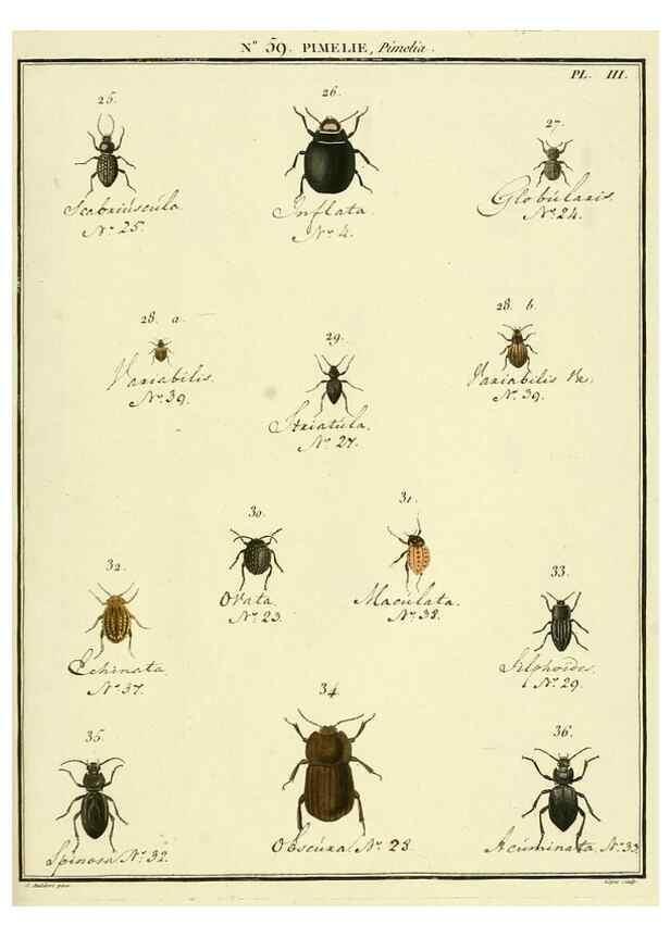 Reproducción/Reproduction 8112718999: Entomologie, ou, Histoire naturelle des insectes :. A Paris :De l'Imprimerie de Baudoin,1789-1808.