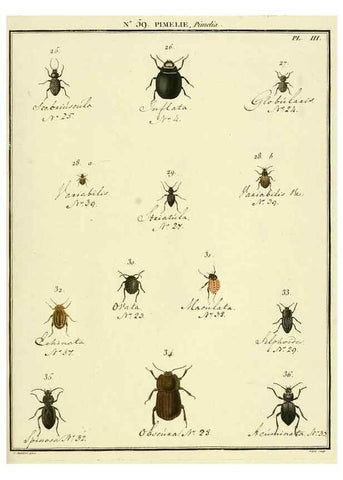 Reproducción/Reproduction 8112718999: Entomologie, ou, Histoire naturelle des insectes :. A Paris :De l'Imprimerie de Baudoin,1789-1808.
