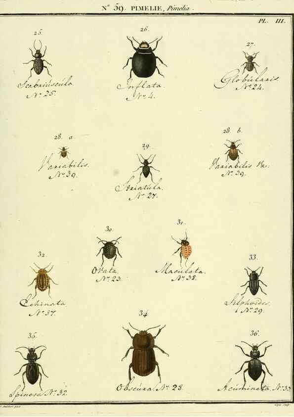 Reproducción/Reproduction 8112718999: Entomologie, ou, Histoire naturelle des insectes :. A Paris :De l'Imprimerie de Baudoin,1789-1808.
