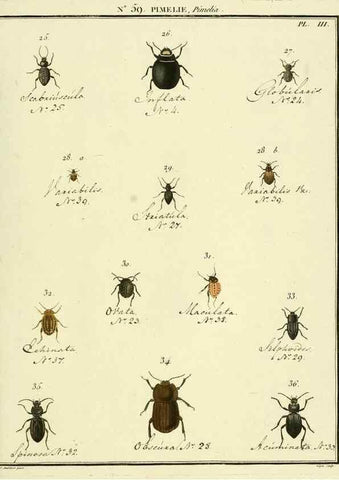 Reproducción/Reproduction 8112718999: Entomologie, ou, Histoire naturelle des insectes :. A Paris :De l'Imprimerie de Baudoin,1789-1808.