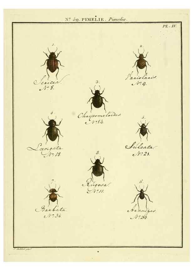 Reproducción/Reproduction 8112719431: Entomologie, ou, Histoire naturelle des insectes :. A Paris :De l'Imprimerie de Baudoin,1789-1808.